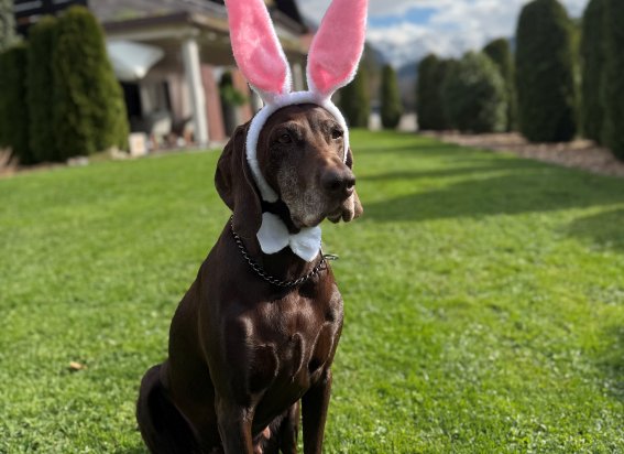 Osterhase
