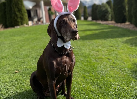 Osterhase