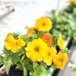 Blumen
