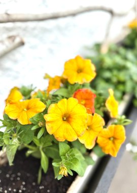 Blumen