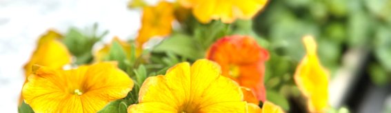 Blumen