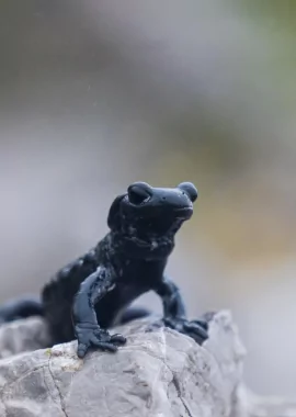 Salamander.