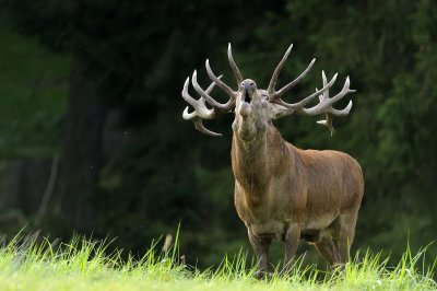 Hirschbrunft