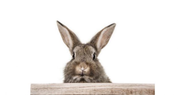 Hase-Kaninchen-620x330