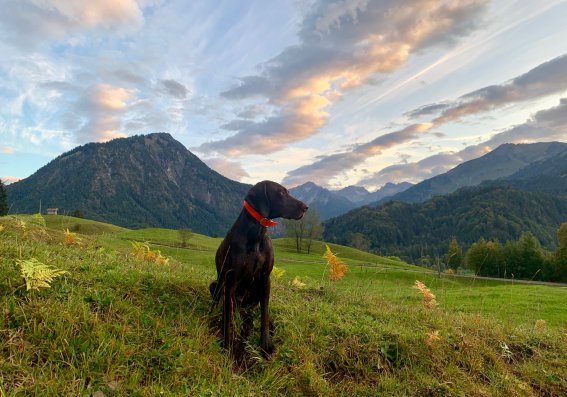Hund