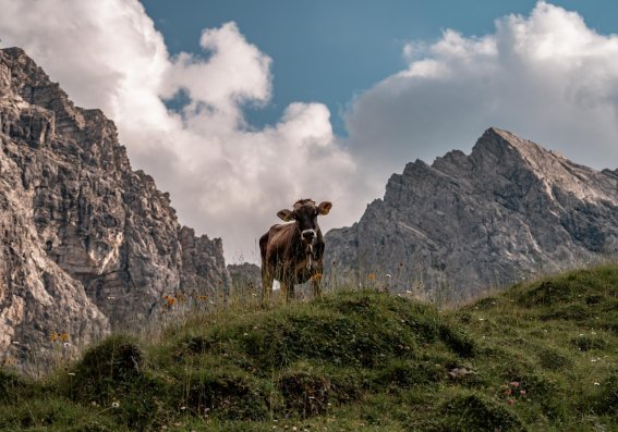 Allgäu Idylle