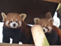 Parc Merveilleux Tierpark