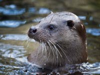 Otter im Tierpark Kunsterspring Neuruppin
