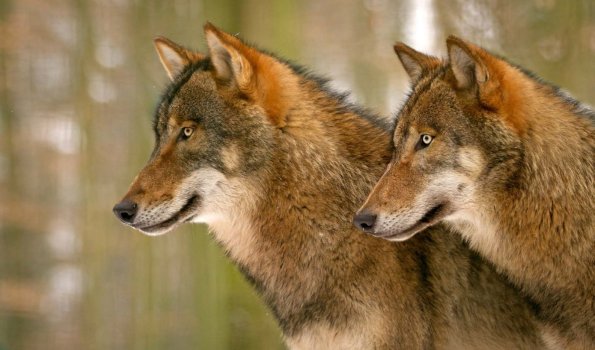 Wölfe im Tierpark Kunsterspring in Neuruppin