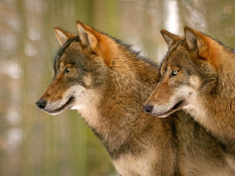 Wölfe im Tierpark Kunsterspring in Neuruppin