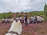 Heidschnucken in der Ellerndorfer Heide