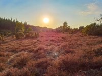 Morgenstimmung in der Heidelandschaft