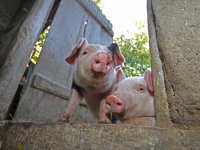 Ferkel Bentheimer Schweine