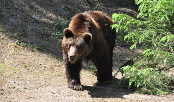 Wild- und Freizeitpark Willingen - Braunbär
