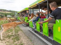 Pano Express mit Dammwild
