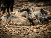 Tiergarten Halberstadt - Wildschweine