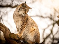 Tiergarten Halberstadt - Luchs