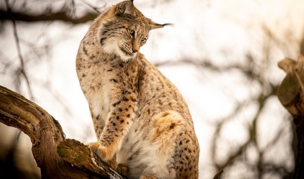 Tiergarten Halberstadt - Luchs