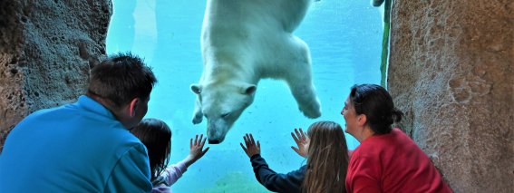 Eisbär-Familie unter Wasser