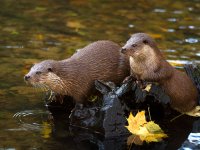 Fischotter Tierpark Kunsterspring