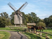 Bockwindmühle m. Alt-Oldenburgern ©Eckhard Albrecht