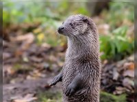 Biotopwildpark Anholter Schweiz