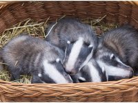 Biotopwildpark Anholter Schweiz