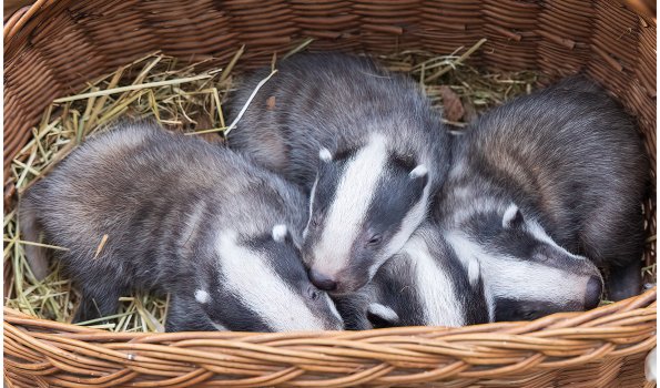 Biotopwildpark Anholter Schweiz