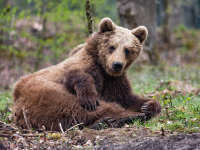 Biotopwildpark Anholter Schweiz