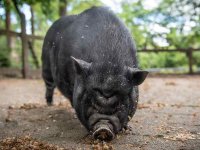 Wildpark Frankenhof