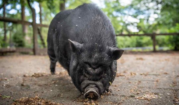 Wildpark Frankenhof