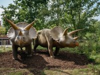 Triceratops-Modelle