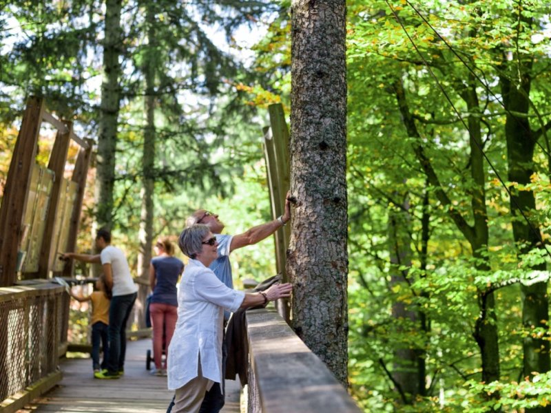 Baumwipfelpfad Bayerischer Wald - Sommer
