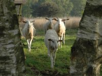 Emsland Moormuseum Bentheimer Landschafe
