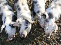 Emsland Moormuseum Bunte Bentheimer Schweine