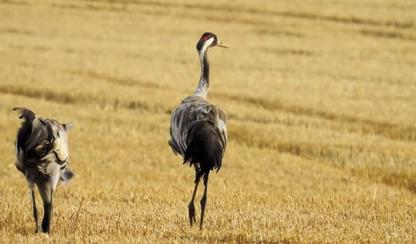 Kranichwanderung um Glowe