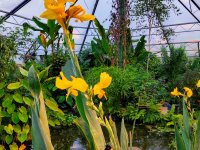 Vogelfaltermännchen