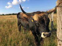 Ochsentour Heckrind Natur Wandern
