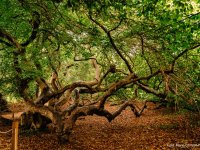 Bad Nenndorf - Süntelbuchenallee