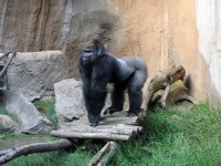 Gorilla Abeeku in Pongoland ©Zoo Leipzig