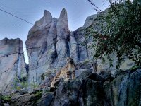 Hochgebirgslandschaft Himalaya mit Schneeleopard @Zoo Leipzig