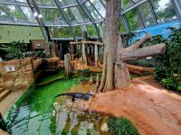 Mississippi-Alligator im neuen Terrarium @Zoo Leipzig