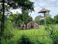 Täglich um 13.15 Uhr erfährt man Wissenswertes über die Savannentiere