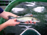 Kaiserzander Porta Westfalica