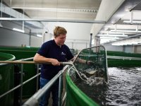 Kaiserzander Porta Westfalica