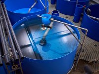 Kaiserzander Porta Westfalica