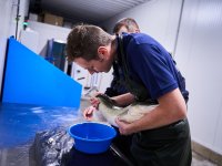 Kaiserzander Porta Westfalica