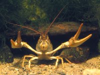 Müritzeum - Sumpfkrebs © W. Fiedler