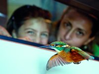 Müritzeum - Vogelwelt © Mirko Runge