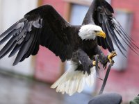 Adler-Landung Ingo Treuherz